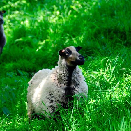 Riding Farm Bed and Breakfast Gateshead Esterno foto