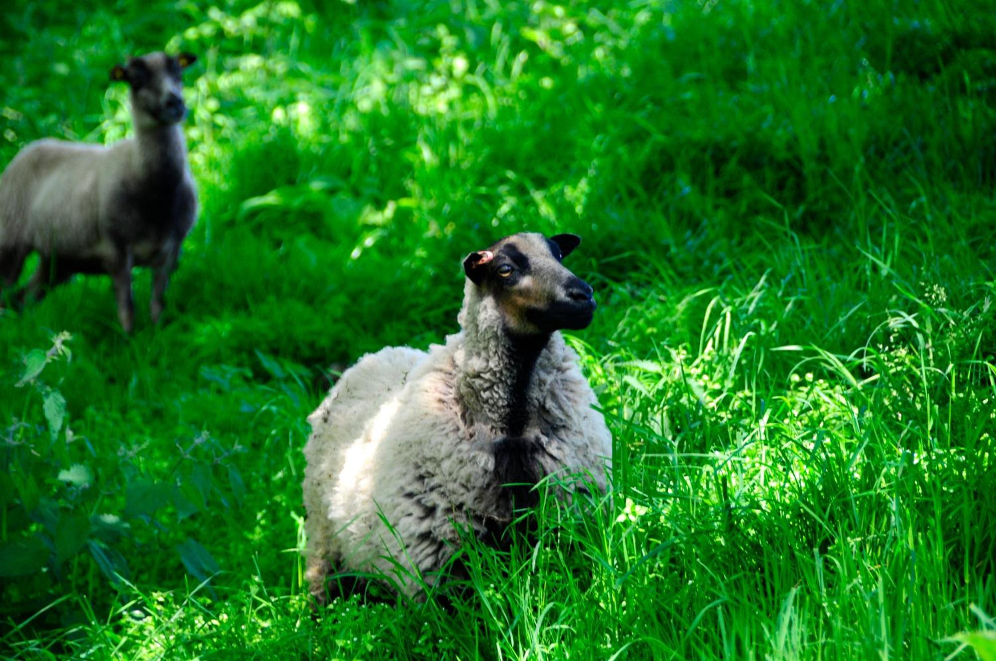 Riding Farm Bed and Breakfast Gateshead Esterno foto